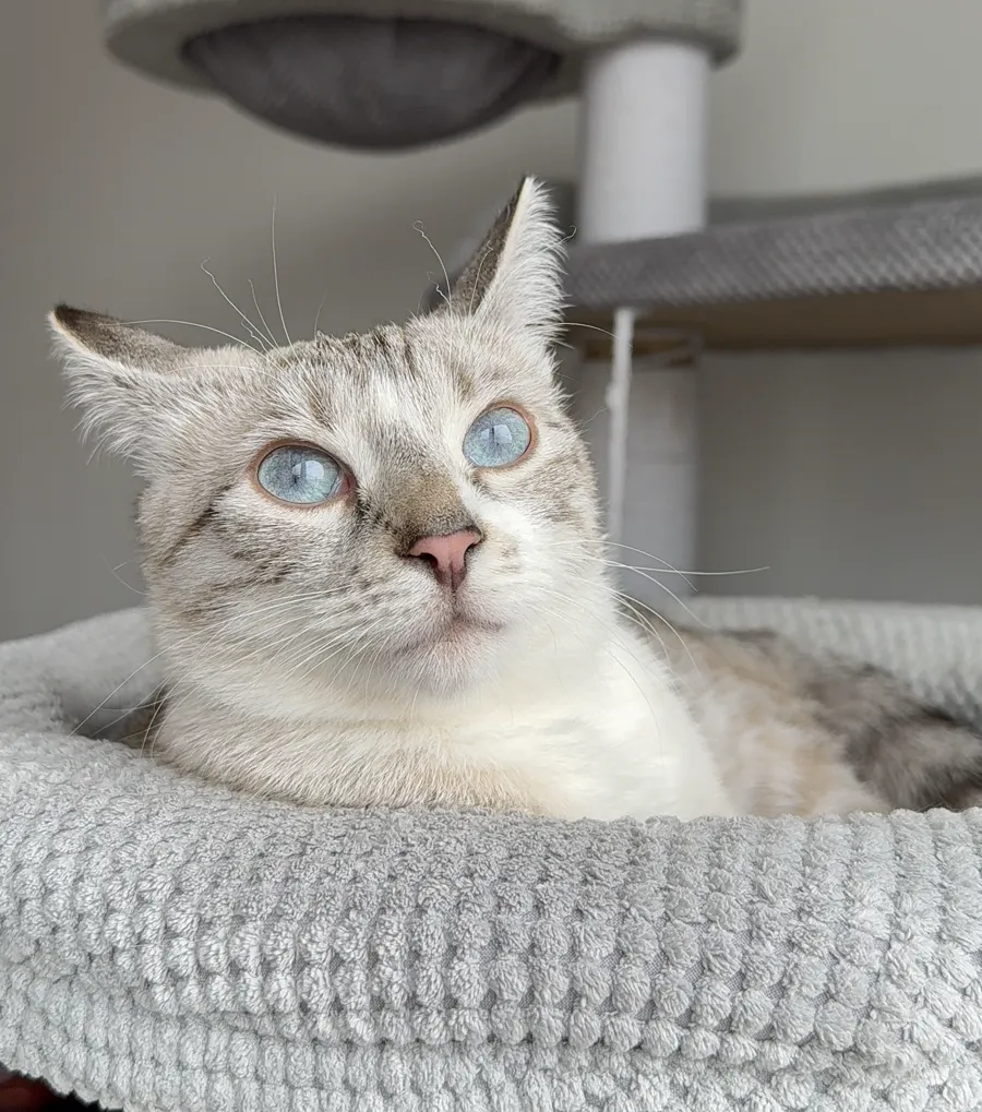 Milka, a cream and grey tabby cat with pale blue eyes, looking up from a soft grey cat bed